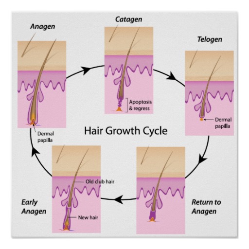 The Hair Growth Cycle & Laser/IPL Treatments. When is the 'best' time to  treat? – Mike Murphy's Blog