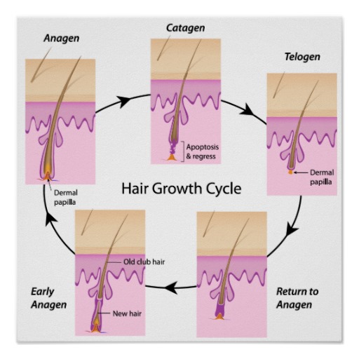 JCM  Free FullText  Integrative and Mechanistic Approach to the Hair  Growth Cycle and Hair Loss