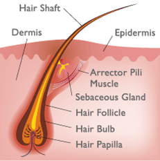 Anatomy Of Hair Structure Structure Of The Hair Root Hair Senses